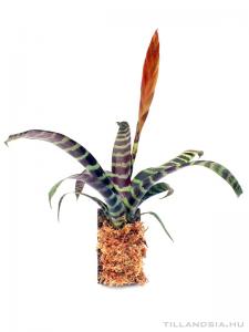 Mini bromélia parafán 06.