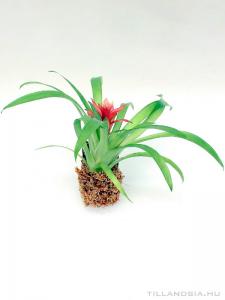 Mini bromélia parafán 09.