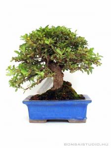 Cotoneaster - Madárbirs shohin bonsai