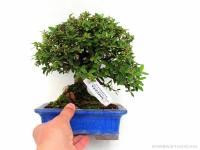 Cotoneaster - Madárbirs shohin bonsai