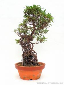 satsuki pre bonsai