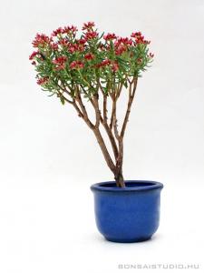 tetragona, bonsai tetragona bonsai