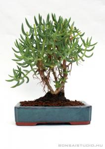 crassula, tetragona, bonsai crassula tetragona bonsai