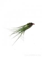 Tillandsia punctulata - kötözetlen
