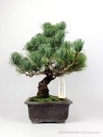 Fenyő bonsai - Pinus parviflora 02.