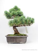 Fenyő bonsai - Pinus parviflora 02.