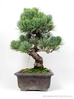 Fenyő bonsai - Pinus parviflora 02.}