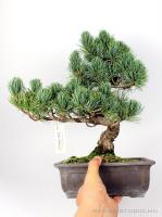 Fenyő bonsai - Pinus parviflora 02.}